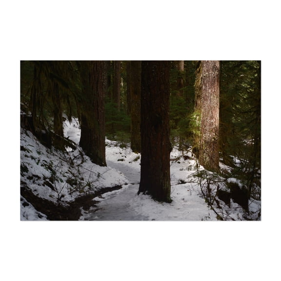 Untitled - Oregon Photography Forest Snow Nature Woodland Winter Woods Scenic Unframed Wall Art Print 12 x 18 inches