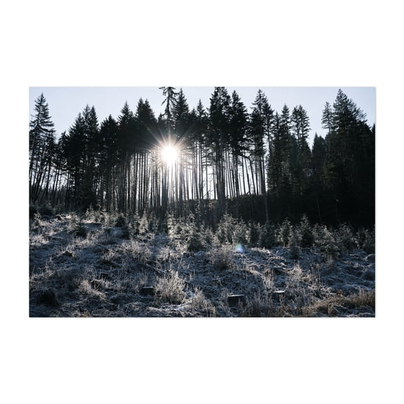 Untitled - Oregon Photography Forest Winter Snow Nature Scenic Woodland Landscape Unframed Wall Art Print 5 x 7 inches