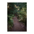 thumbnail image 1 of Untitled - Oregon Photography Forest Woodland Nature Autumn Wilderness Scenic Unframed Wall Art Print 24 x 36 inches, 1 of 60