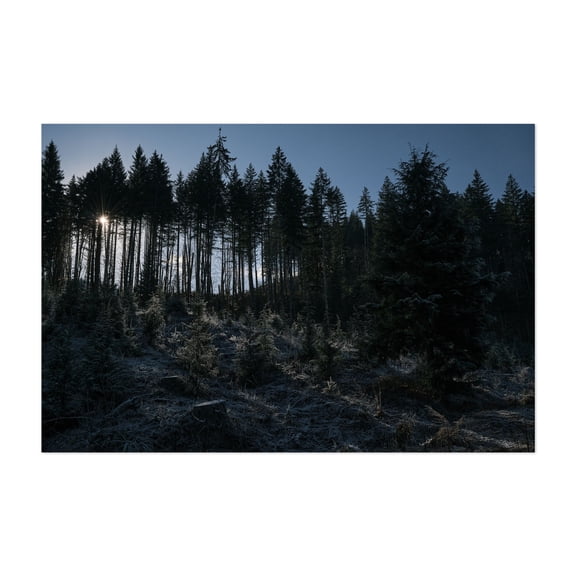 Untitled - Oregon Photography Forest Woodland Nature Landscape Scenic Winter Wilderness Unframed Wall Art Print 4 x 6 inches