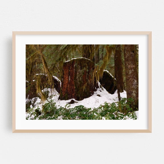 Untitled - Oregon Photography Forest Woodland Snow Nature Winter Woods Scenic Oak Framed Wall Art Print 24 x 36 inches