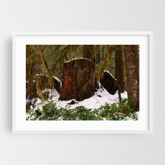 Untitled - Oregon Photography Forest Woodland Snow Nature Winter Woods Scenic White Framed Wall Art Print 20 x 30 inches