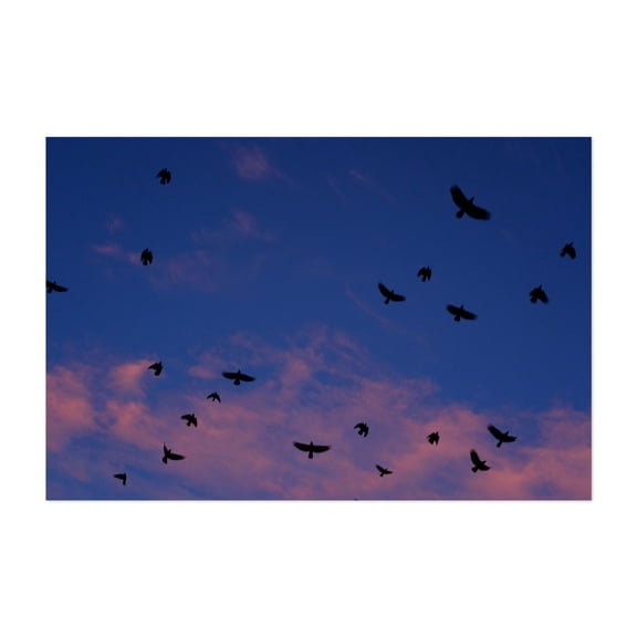 Untitled - Portland Oregon Photography Bird Silhouette Sunset Nature Night Sky Mystical Scenic Unframed Wall Art Print 32 x 48 inches