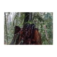 thumbnail image 1 of Untitled - Portland Oregon Photography Forest Nature Woodland Wilderness Scenic Foggy Moody Unframed Wall Art Print 5 x 7 inches, 1 of 7