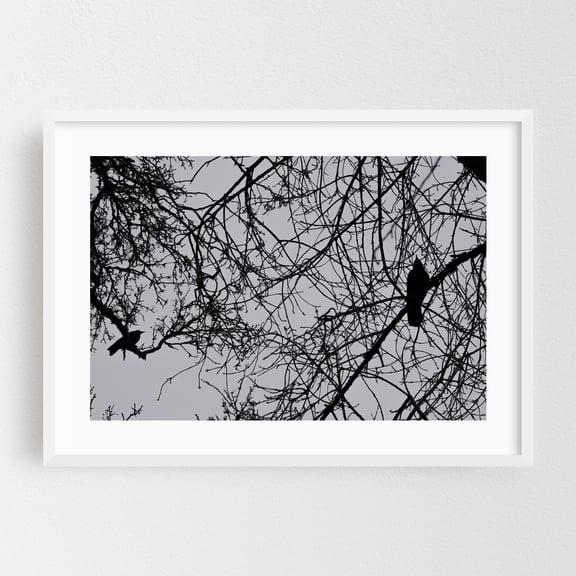 Untitled - Portland Oregon Photography Silhouette Bird Nature Black and White Woodland Moody Creepy White Framed Wall Art Print 5 x 7 inches