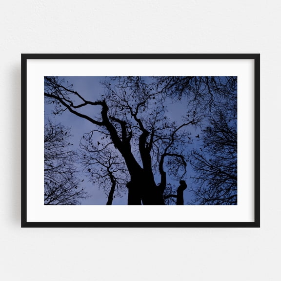 Untitled - Portland Oregon Photography Silhouette Bird Woodland Night Sky Mystical Moody Nature Black Framed Wall Art Print 24 x 36 inches