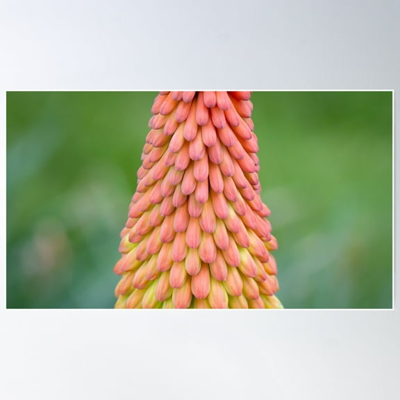 Unusual Botanical Pattern And Shapes Of Kniphofia Flower Poster Wall Art, Modern Wall Decor For Living Room Bedroom, 8x12 UNFRAMED