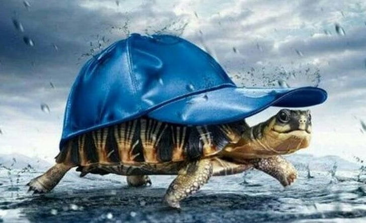 Uoyeqt Puzzles for Adult 1000 Piece Jigsaw Puzzle Turtle With A Hat ...