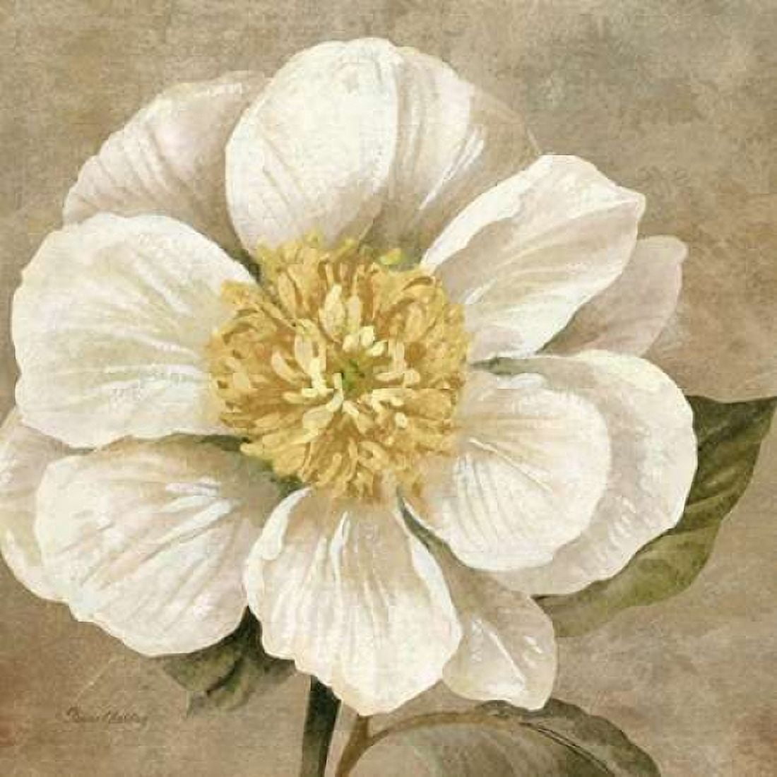 Up Close Cream Rose Canvas Art - Pamela Gladding (24 x 24)