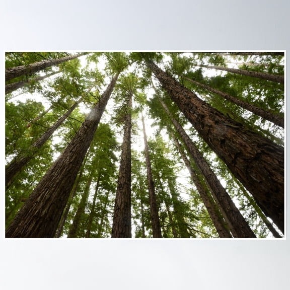 Up Through The Canopy Poster Wall Art, Modern Wall Decor, 8x12 UNFRAMED