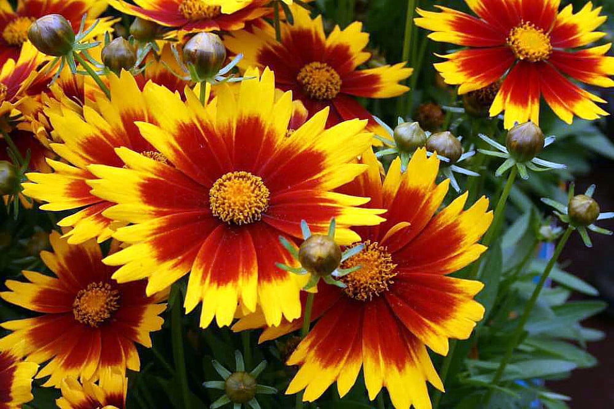 Is Tickseed A Perennial