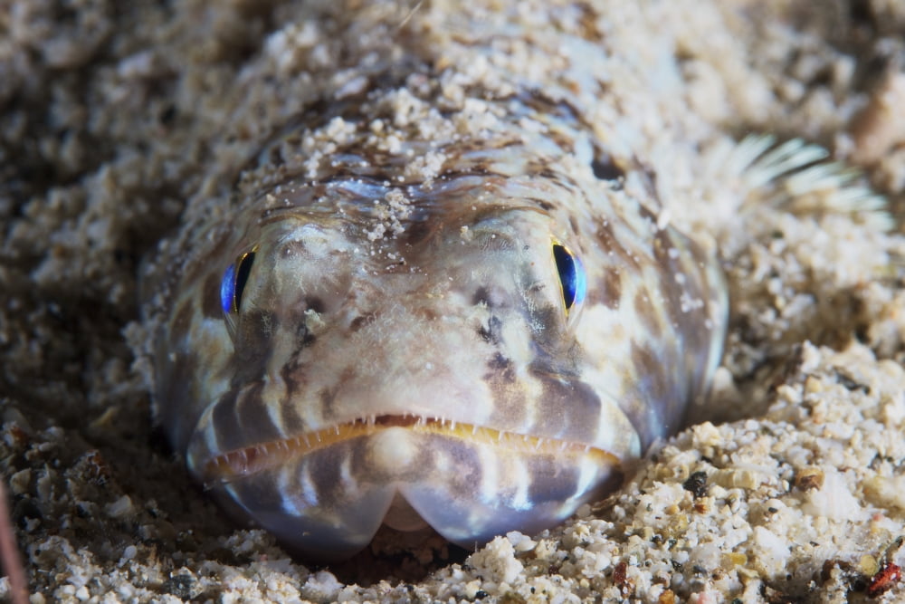 Up close and personal with a Lizardfish Canvas Art - Terry MooreStocktrek Images (35 x 23)
