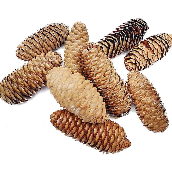 Up to 35% off! YOHOME Christmas Pinecone Decorations Rustic 10PCS Natural Pine Cones Craft Pinecones