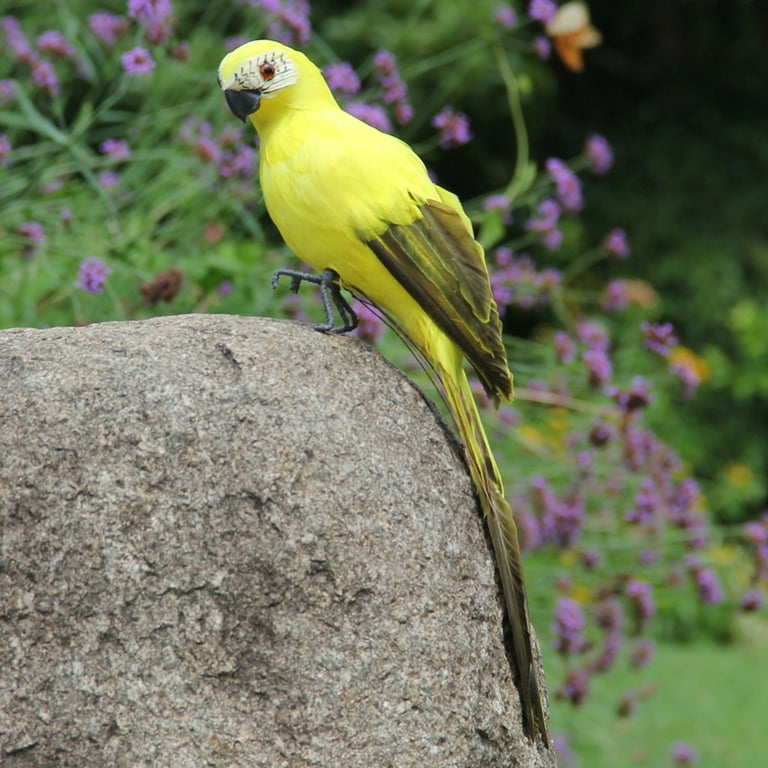 Outdoor pet hot sale birds