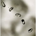 thumbnail image 1 of Up, 1 of 1