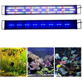 Led Lighting for Marine Fish Color: Enhance Vibrancy Instantly