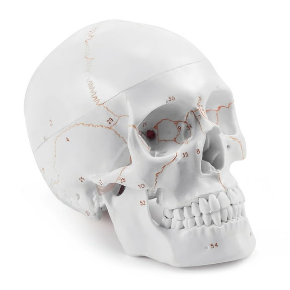 Upgraded Life Size Human Head Skull Anatomical Model