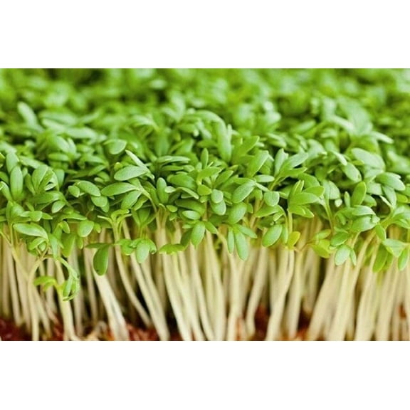 Upland Curled Cress Seed, Sprouts, Heirloom, 200 Seeds, Broadleaf, Micro Greens
