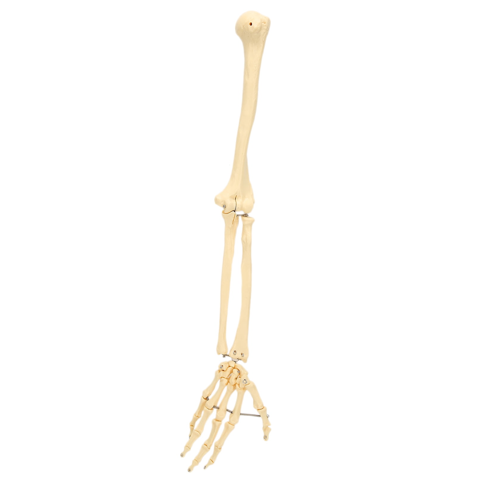 Upper Limb Bone Model Human Hand Arm Bone Model Bone Model Upper Limb