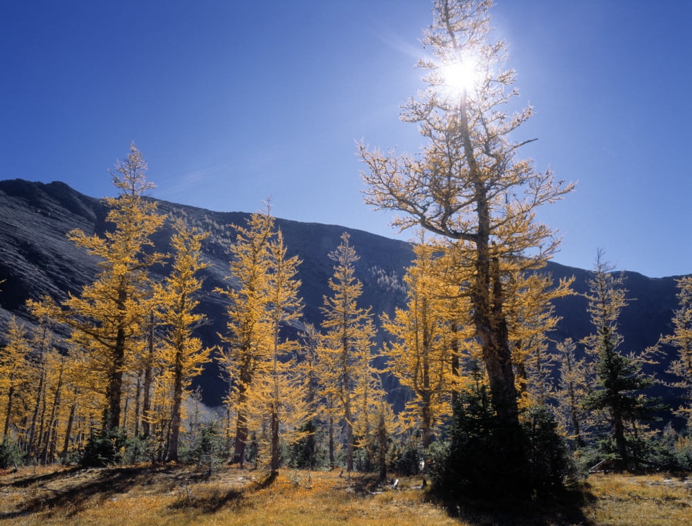 Upper Rowe Lake And Larch Trees In Fall Waterton Lakes National Park Alberta Canada Canvas Art - Darwin Wiggett Design Pics (32 x 24)