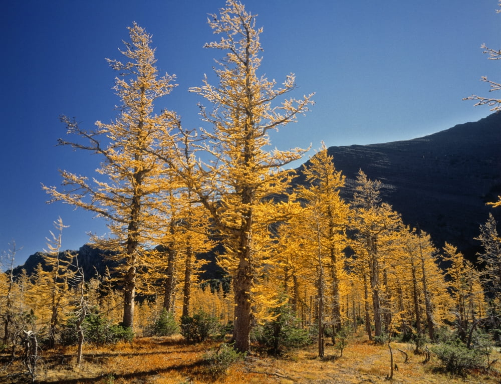Upper Rowe Lake And Larch Trees In Fall Waterton Lakes National Park Alberta Canvas Art - Darwin Wiggett Design Pics (16 x 13)