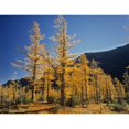 thumbnail image 1 of Upper Rowe Lake And Larch Trees In Fall Waterton Lakes National Park Alberta. Poster Print (16 x 13), 1 of 3