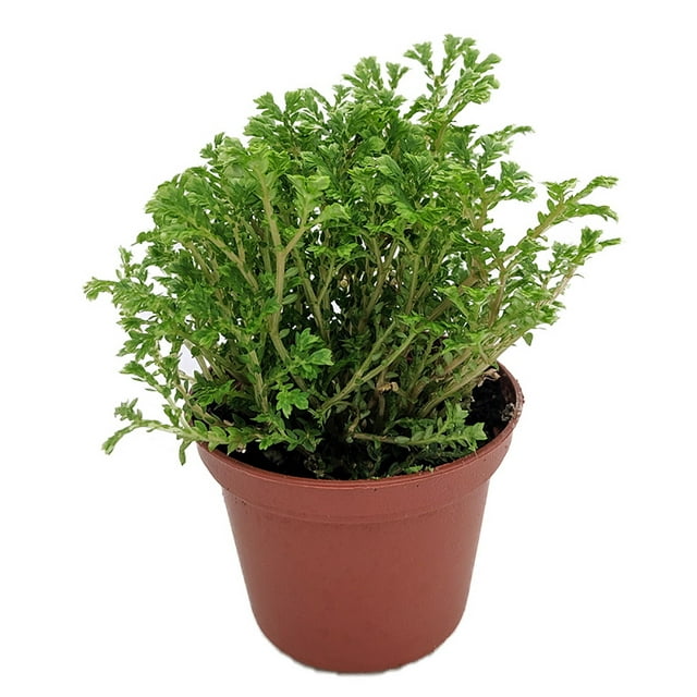 Upright Club Moss - Selaginella -Houseplant/Terrarium/Fairy Garden - 2.5" Pot