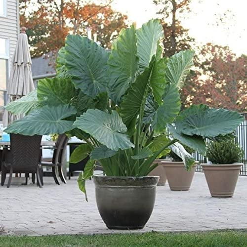 Upright Elephant Ear Alocasia Odora Macrorrhiza (1 XL Bulb) - Flourishing Venture