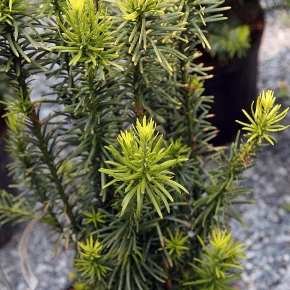 Upright Japanese Plum Yew - Cephalotaxus harringtonia 'Fastigiata'