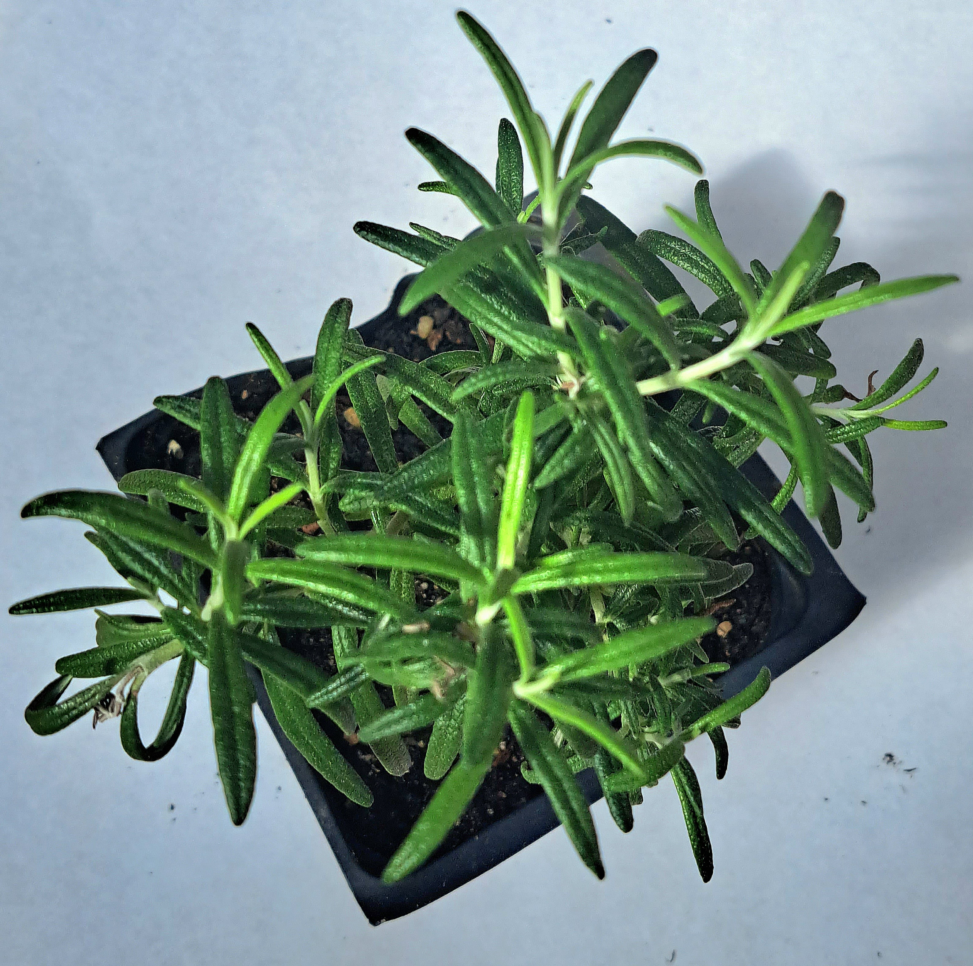 Upright Rosemary Plant, (Rosemarinus officinalis) 2.5 inch pot