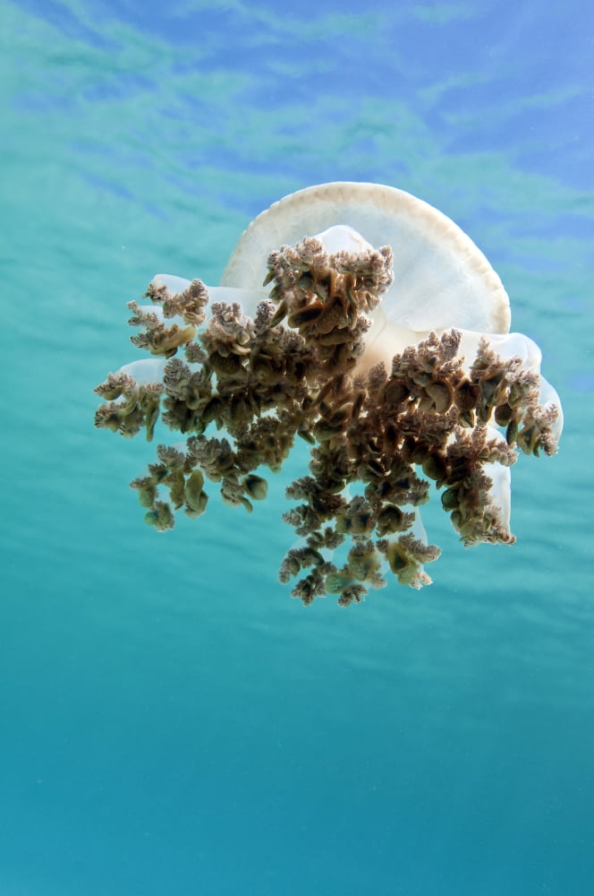 Upside down jellyfish in Caribbean Sea Canvas Art - Karen DoodyStocktrek Images (23 x 35)