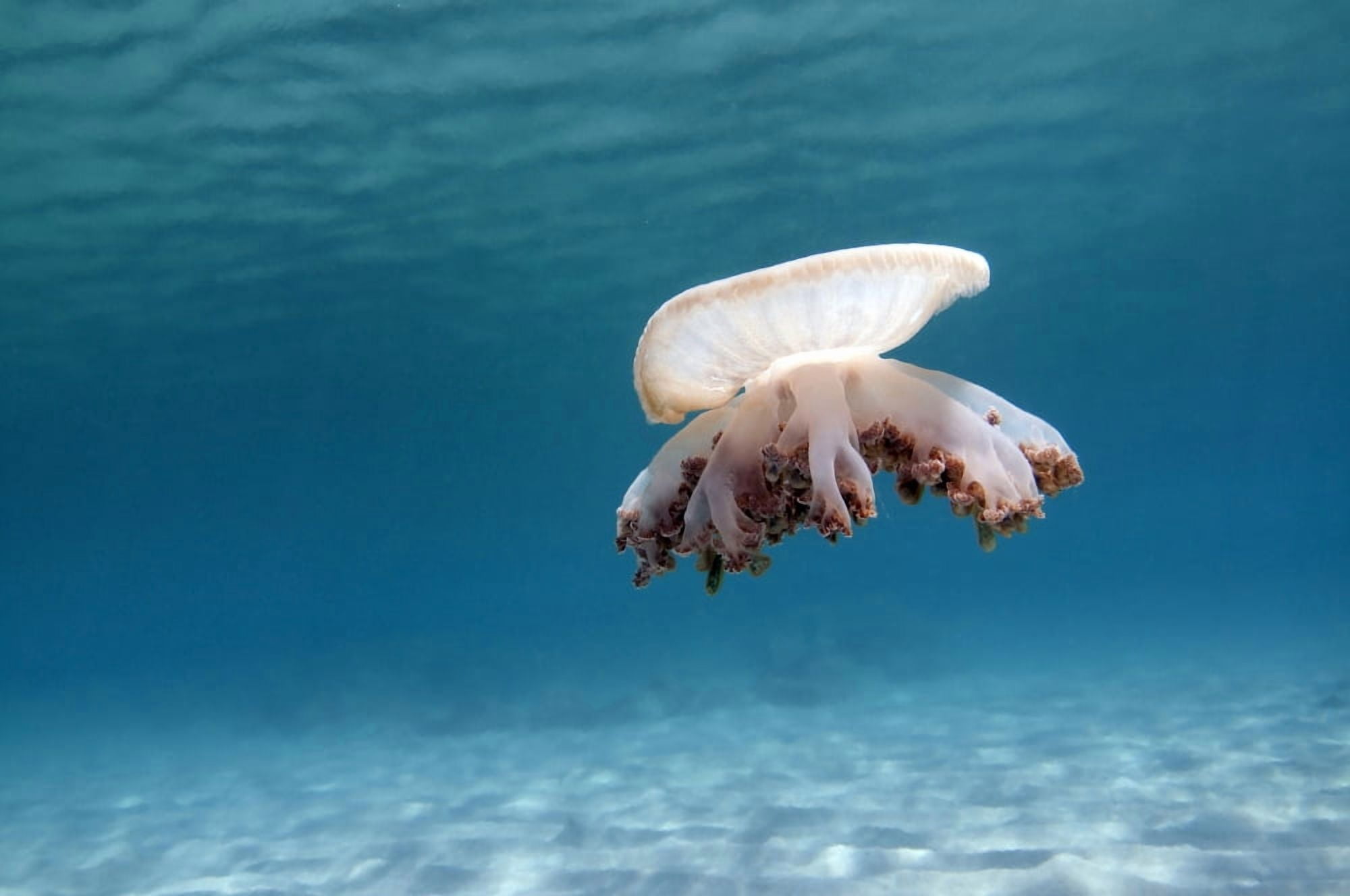 Upside down jellyfish in Caribbean Sea Canvas Art - Karen DoodyStocktrek Images (35 x 23)