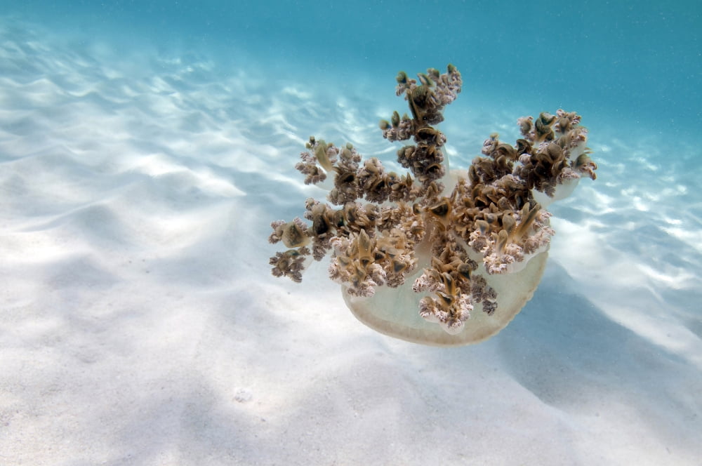 Upside down jellyfish over sand in Caribbean Sea Canvas Art - Karen DoodyStocktrek Images (35 x 23)