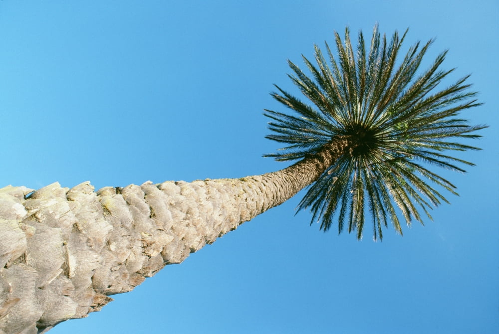 Upward View Of Tall Palm Tree Thick Bark Blue Sky In Background Canvas Art - Robert Sablan Design Pics (38 x 24)