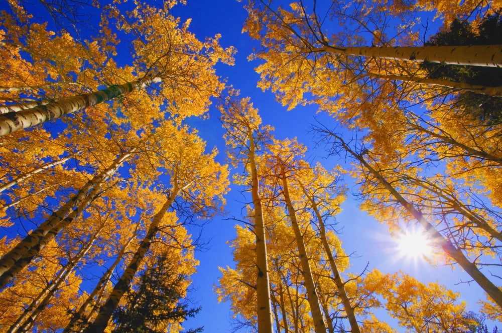 Upward View Of Trees In Autumn Canvas Art - Don Hammond Design Pics (17 x 11)