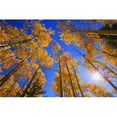 thumbnail image 1 of Upward View Of Trees In Autumn Poster Print, 1 of 2