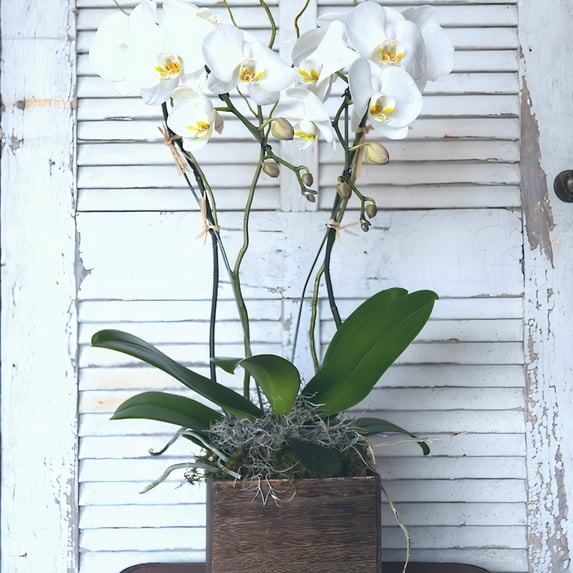 Urban Country Flower Co. Elegant Orchids Basket, Live Plant