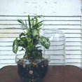 thumbnail image 1 of Urban Country Flower Co. Pantego Terrarium, Live Plant, 1 of 6