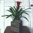 thumbnail image 1 of Urban Country Flower Co. Rustic Bromeliad, Live Plant, 1 of 6