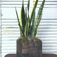 thumbnail image 1 of Urban Country Flower Co. Snake Plant, Live Plant, 1 of 6