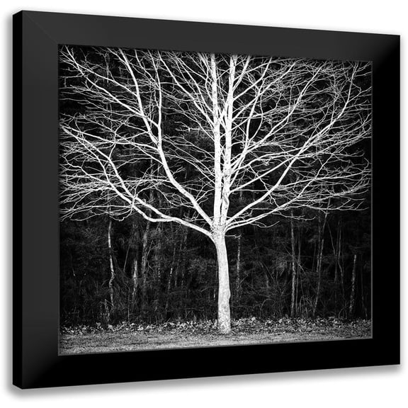 Urban Epiphany 12x12 Black Modern Framed Museum Art Print Titled - Winter Tree Square