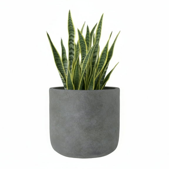 Neyra Terracotta Round Pot