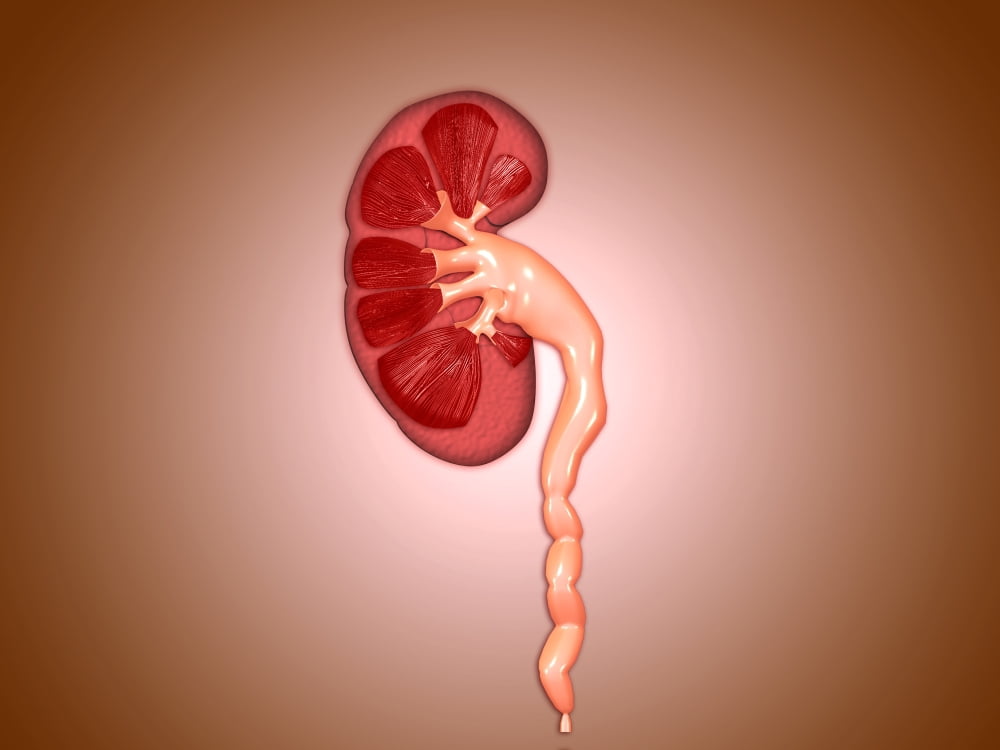 Ureterovesical junction (UVJ) in the kidney Canvas Art - Stocktrek Images (17 x 13)