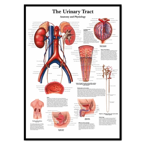 The Urinary Tract Medical Poster Wall Art - Human Anatomy Picture Chart Body Structure Decor, Unframed Gallery Canvas Print Painting Home Decor for Office Home Living Room Classroom,White