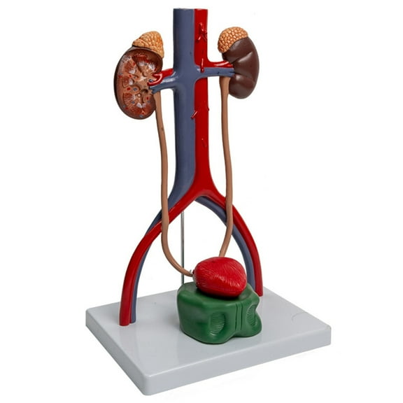 Urinary and Reproductive System Anatomy Model Shows Kidney, Bladder, Ureter, Human Anatomical Urogenital System Model