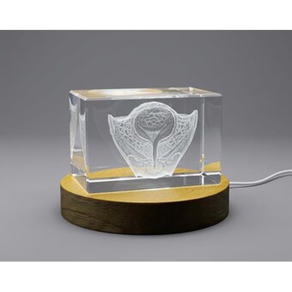 Urinary bladder | 3D Engraved Crystal Keepsake | Gift For Urologists | Doctor Gift | Souvenir | personalized 3D crystal photo gift |Customized 3d photo Engraved Crystal | Home decor