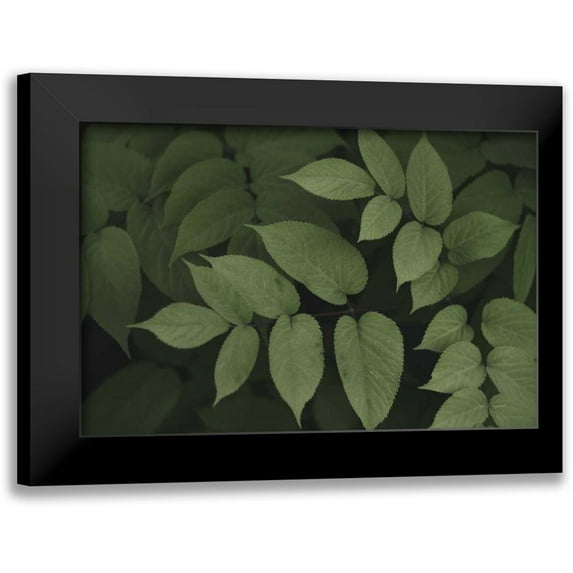 Urquhart, Elizabeth 18x13 Black Modern Framed Museum Art Print Titled - Leafy II