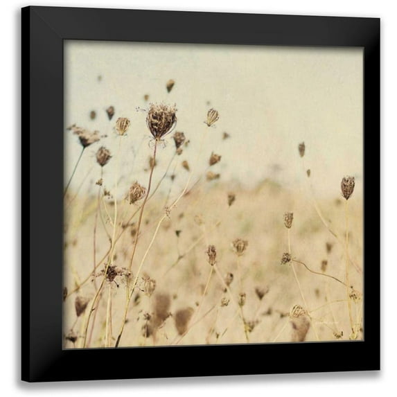 Urquhart, Elizabeth 20x20 Black Modern Framed Museum Art Print Titled - Falling Queen Annes Lace II Crop Sepia