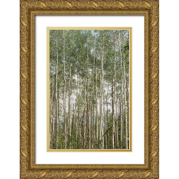 Urquhart, Elizabeth 23x32 Gold Ornate Wood Framed with Double Matting Museum Art Print Titled - Aspen Forest 1