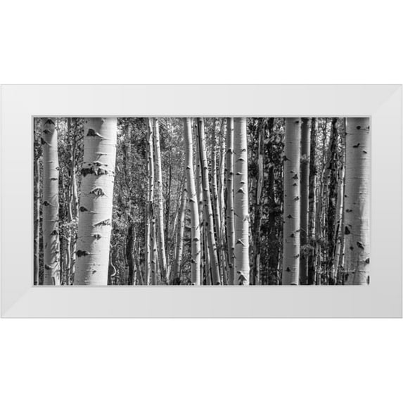 Urquhart, Elizabeth 32x18 White Modern Wood Framed Museum Art Print Titled - Aspen Grove